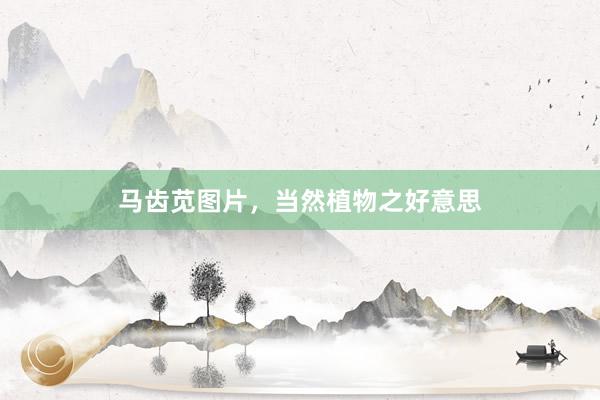 马齿苋图片，当然植物之好意思