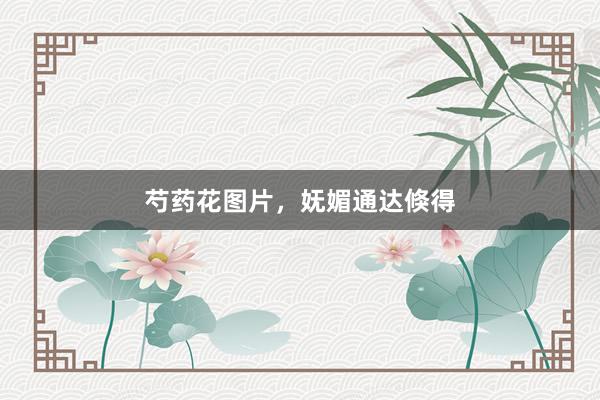 芍药花图片，妩媚通达倏得
